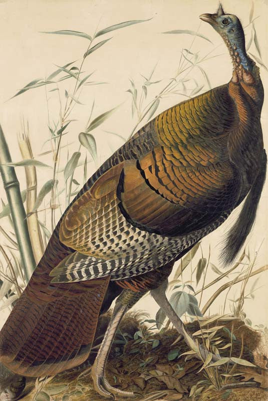 Wild Turkey, Havell pl. 1