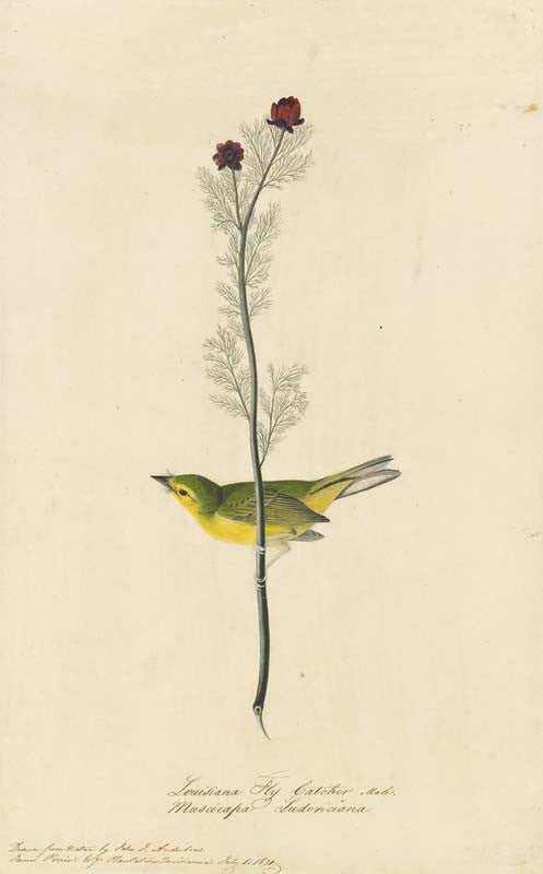 Hooded Warbler, Havell pl. 9