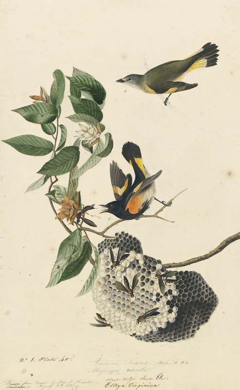 American Redstart, Havell pl. 40