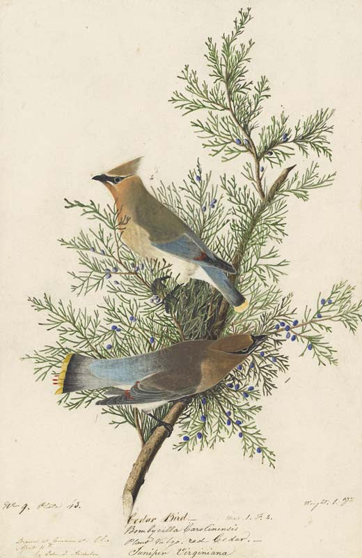 Cedar Waxwing, Havell pl. 43