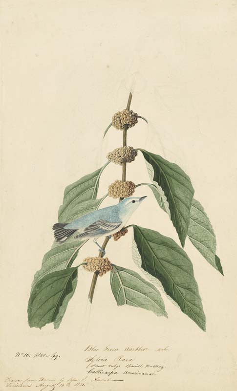 Cerulean Warbler, Havell pl. 49
