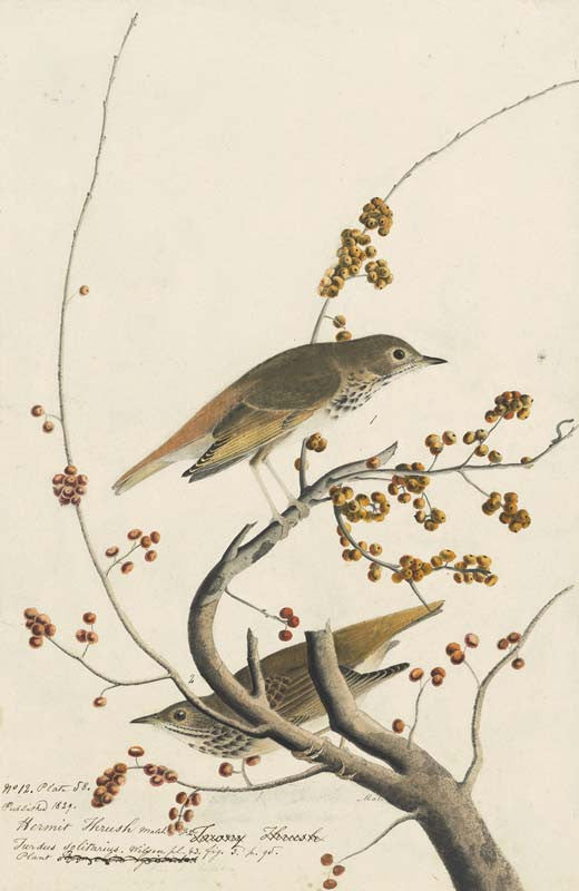 Hermit Thrush, Havell pl. 58
