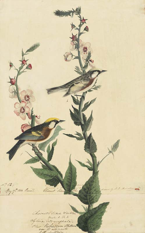 Chestnut-sided Warbler, Havell pl. 59