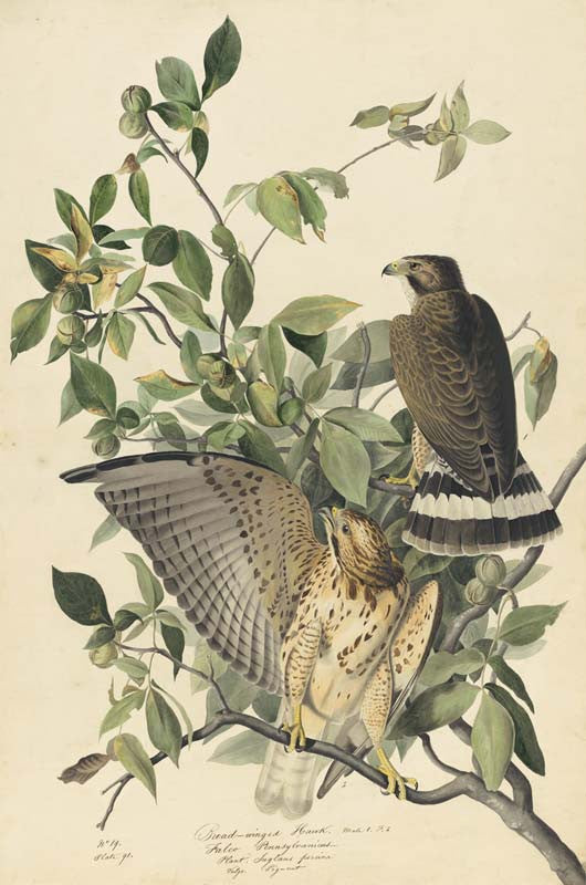 Broad-winged Hawk, Havell pl. 91