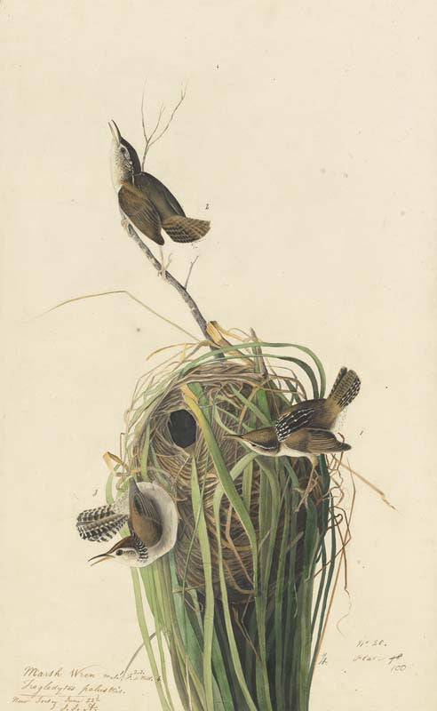 Marsh Wren, Havell pl. 100