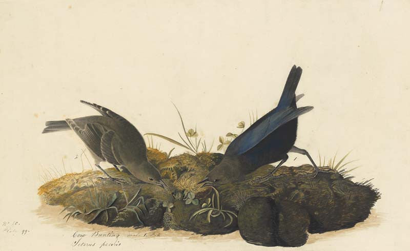 Brown-headed Cowbird, Havell pl. 99