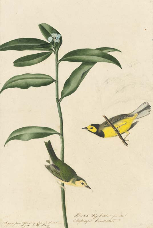 Hooded Warbler, Havell pl. 110