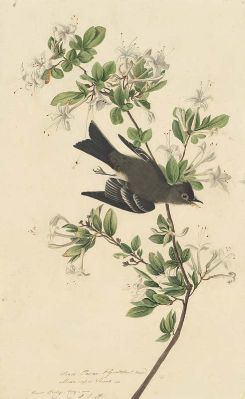 Eastern Wood-Pewee, Havell pl. 115
