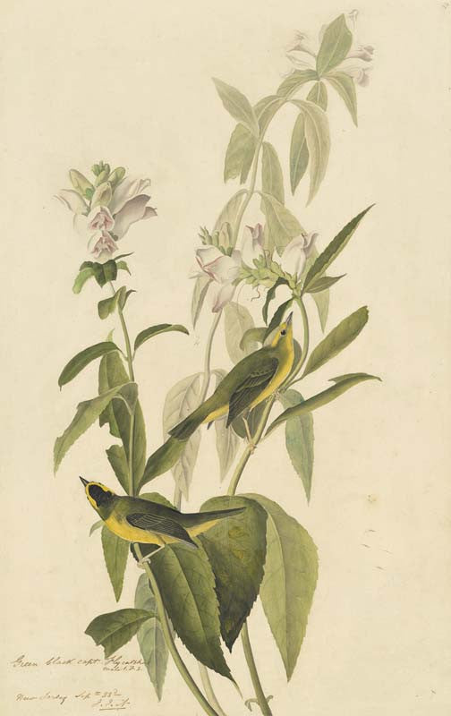 Wilson's Warbler, Havell pl. 124