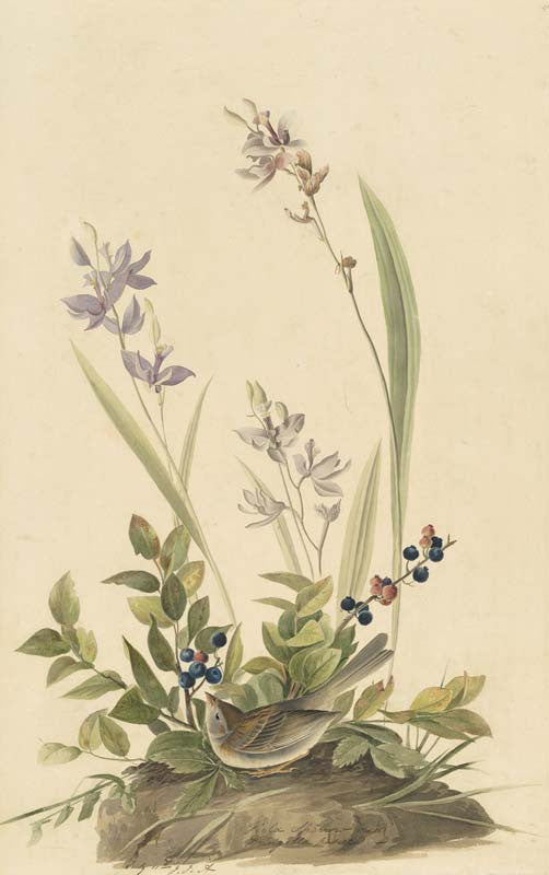 Field Sparrow, Havell pl. 139