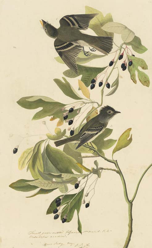 Acadian Flycatcher, Havell pl. 144