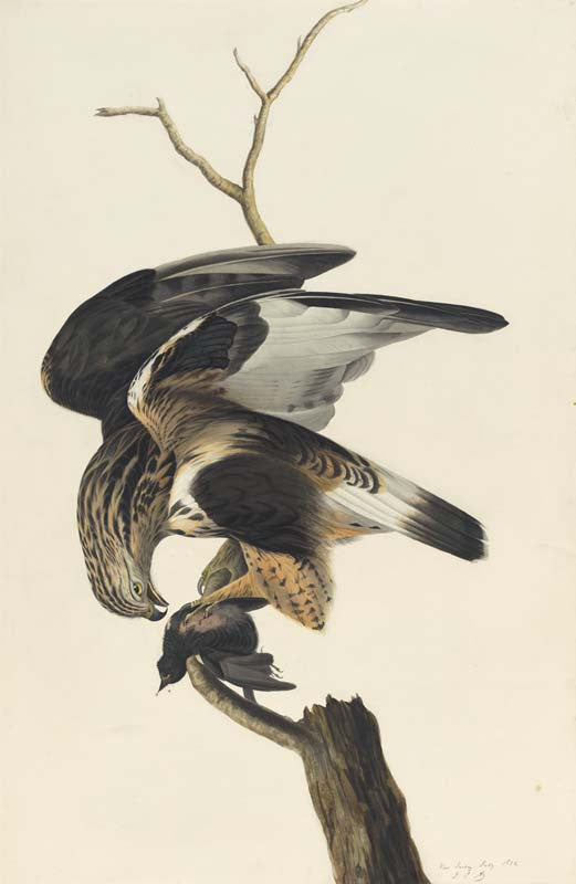 Rough-legged Hawk, Havell pl. 166