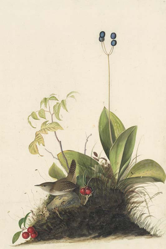 House Wren, Havell pl. 179