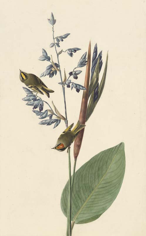 Golden-crowned Kinglet, Havell pl. 183
