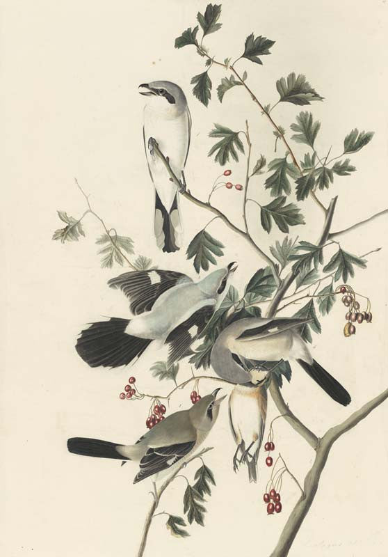 Northern Shrike, Havell pl. 192