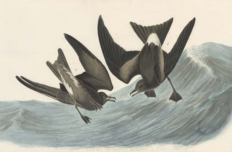 Leach's Storm Petrel, Havell pl. 260