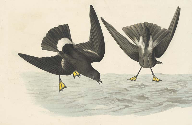 Wilson's Storm-Petrel, Havell pl. 270