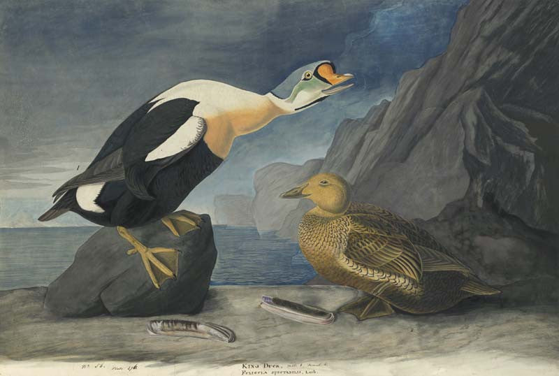King Eider, Havell pl. 276