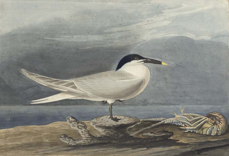 Sandwich Tern, Havell pl. 279