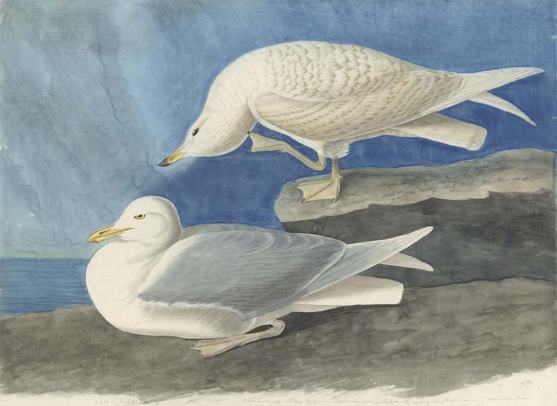 Iceland Gull, Havell pl. 282