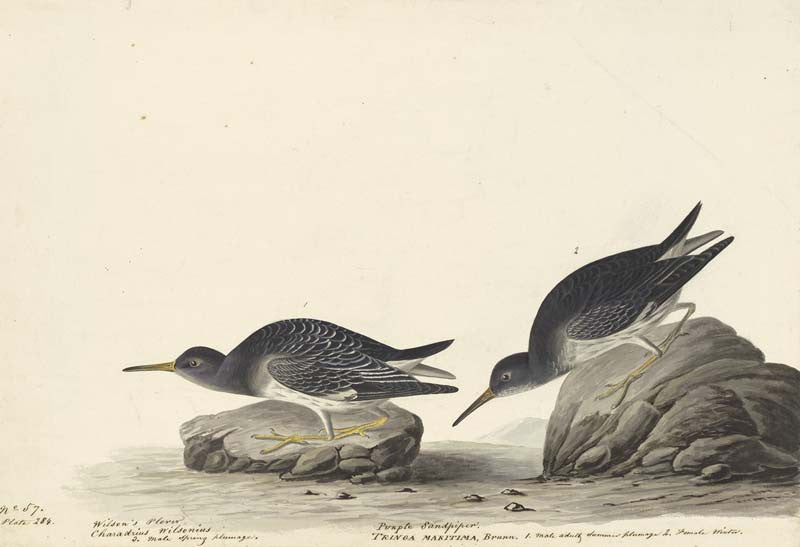 Purple Sandpiper, Havell pl. 284