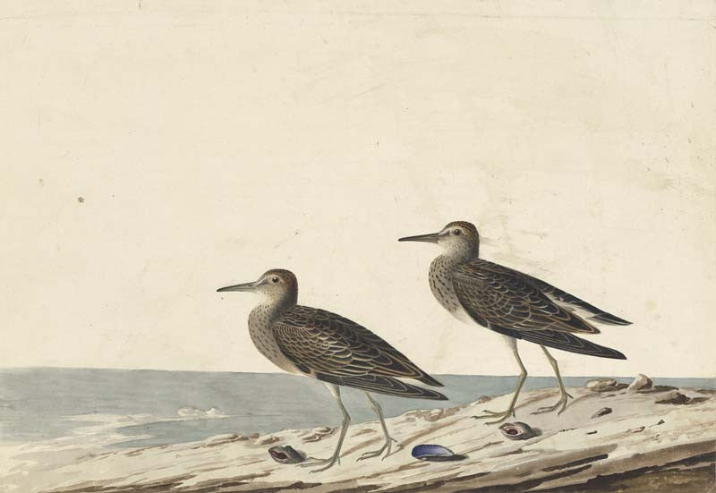 Pectoral Sandpiper, Havell pl. 294