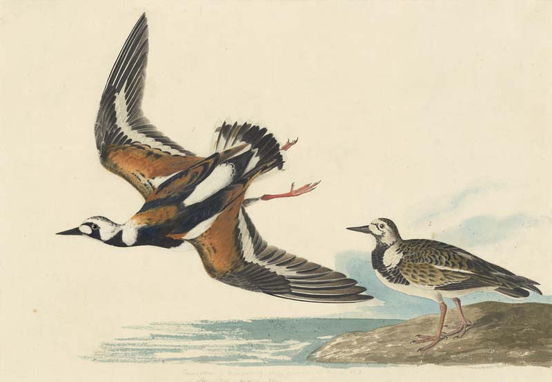 Ruddy Turnstone, Havell pl. 304