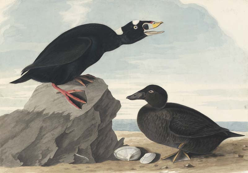 Surf Scoter, Havell pl. 317