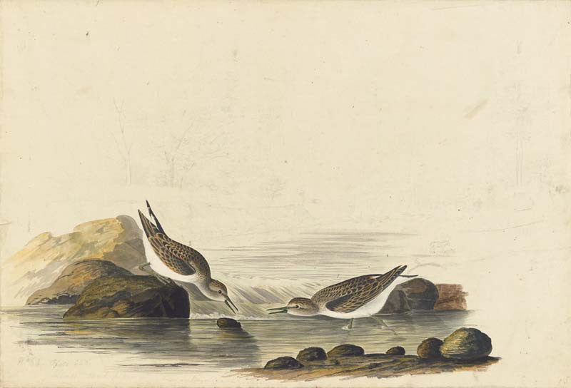Least Sandpiper, Havell pl. 320