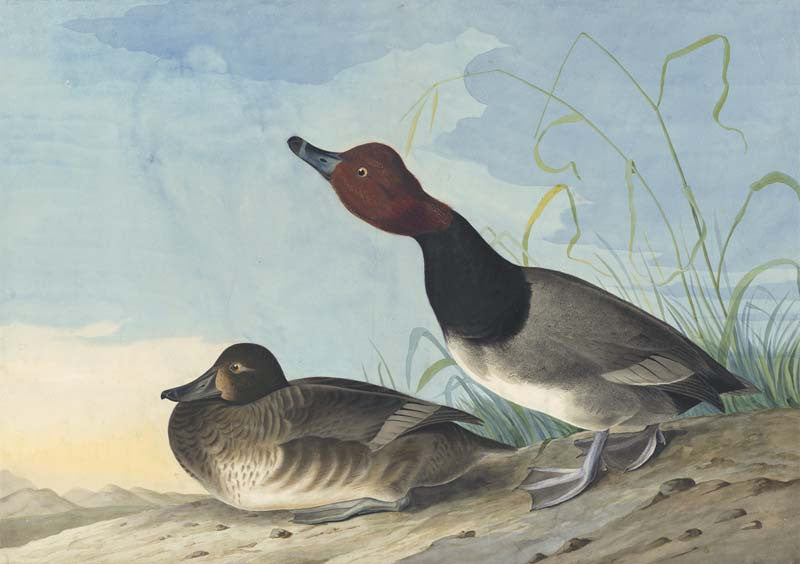Redhead, Havell pl. 322