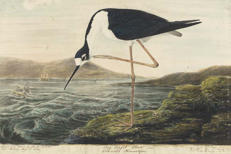 Black-necked Stilt, Havell pl. 328