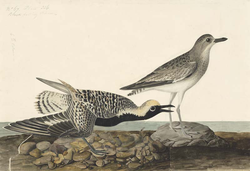 Black-bellied Plover, Havell pl. 334