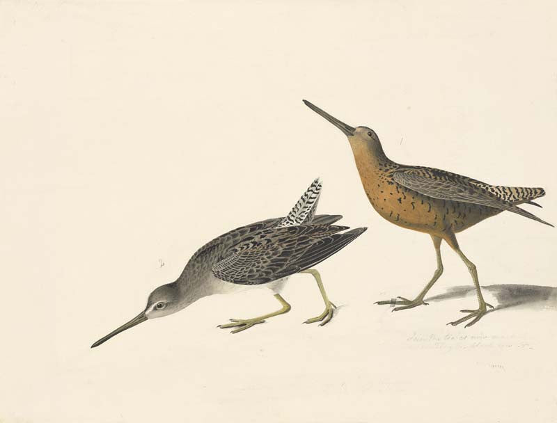 Short-billed Dowitcher, Havell pl. 335
