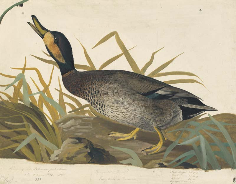 Hybrid of Mallard and Gadwall, Havell pl. 338