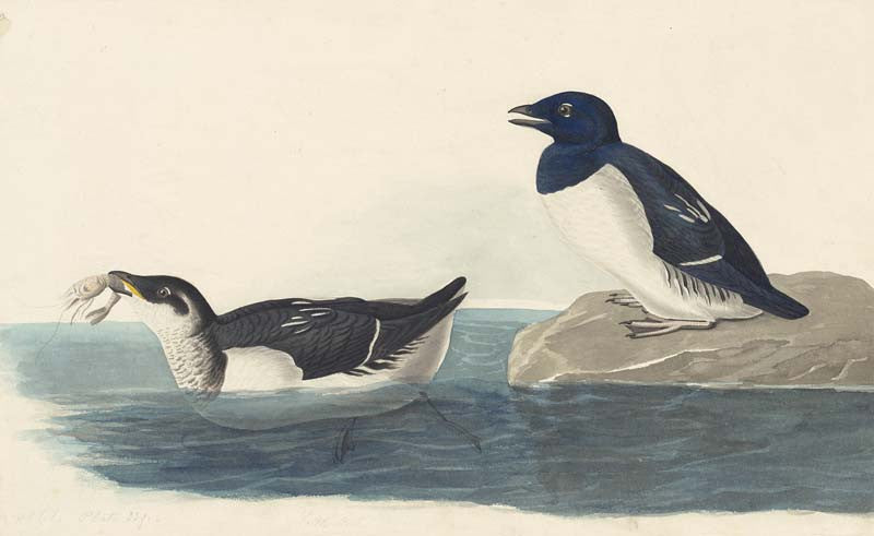 Dovekie, Havell pl. 339