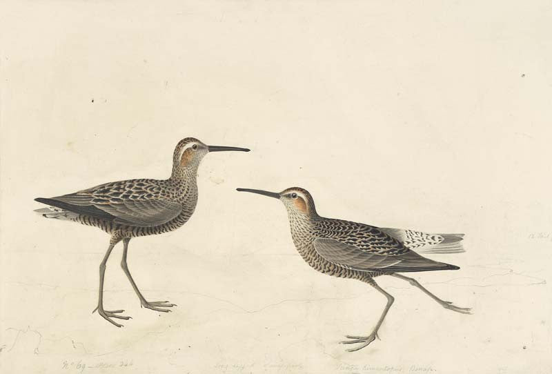 Stilt Sandpiper, Havell pl. 344