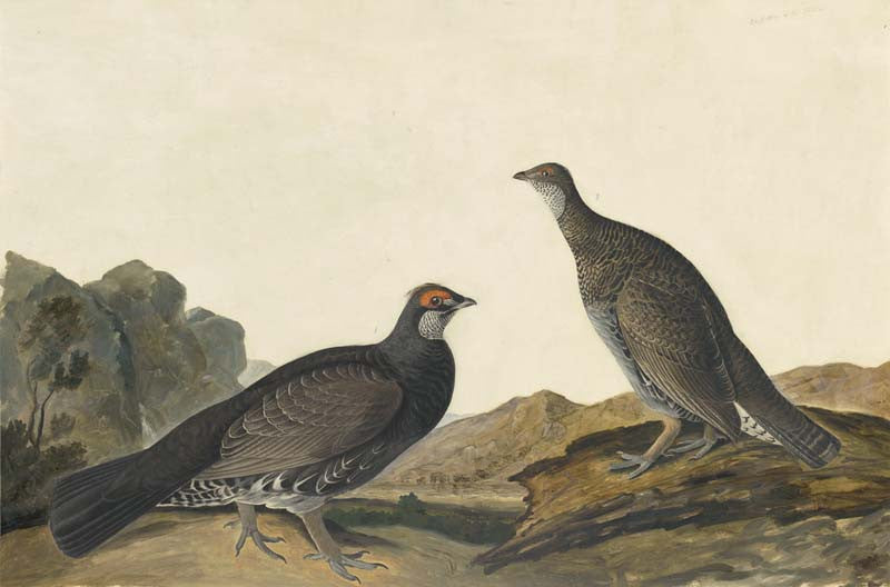 Dusky Grouse, Havell pl. 361