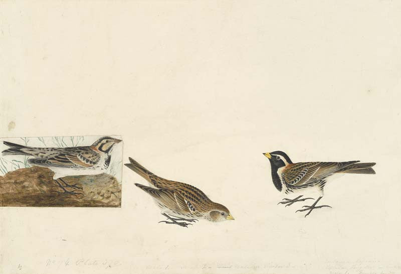 Lapland Longspur, Havell pl. 365