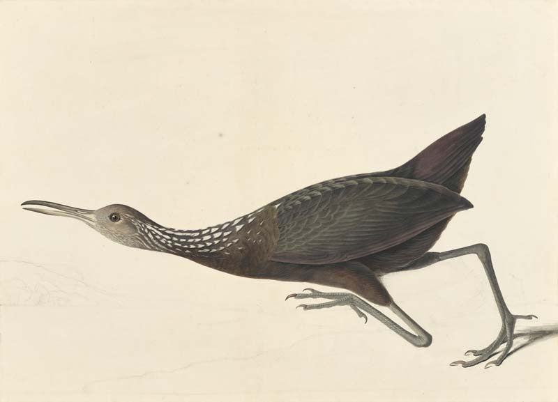 Limpkin, Havell pl. 377