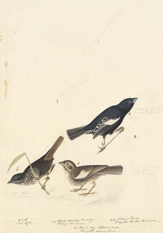 Lark Bunting and Song Sparrow, Havell pl. 390