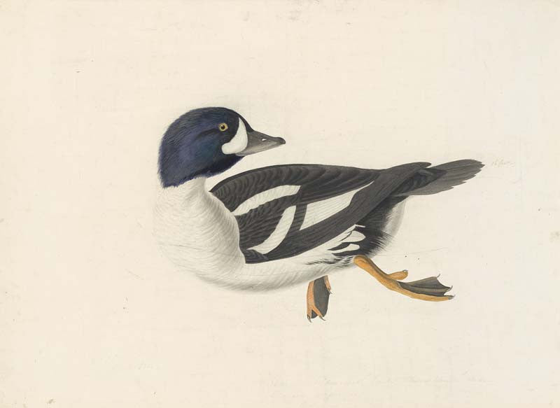 Barrow's Goldeneye, Havell pl. 403