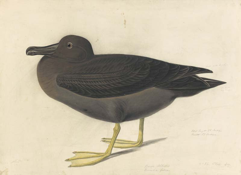 Light-mantled Albatross, Havell pl. 407
