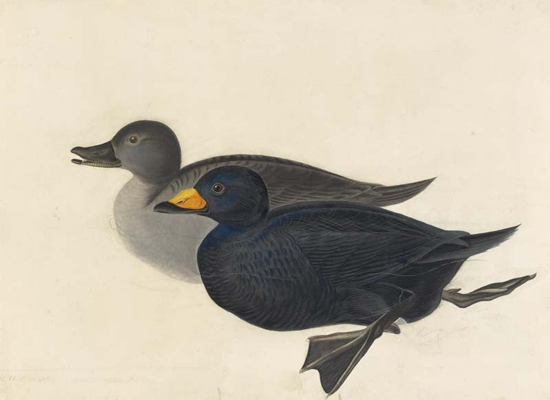 Black Scoter, Havell pl. 408