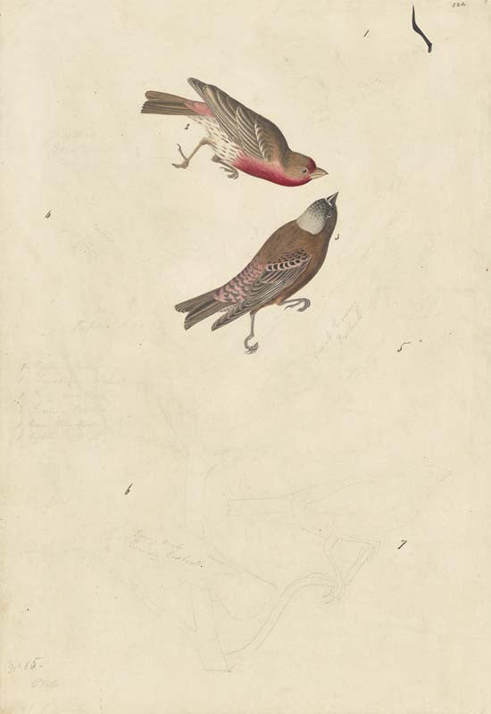 House Finch, Gray-crowned Rosy-Finch, Lazuli Bunting, Brown-headed Cowbird, Evening Grosbeak, and Fox Sparrow, Havell pl. 424