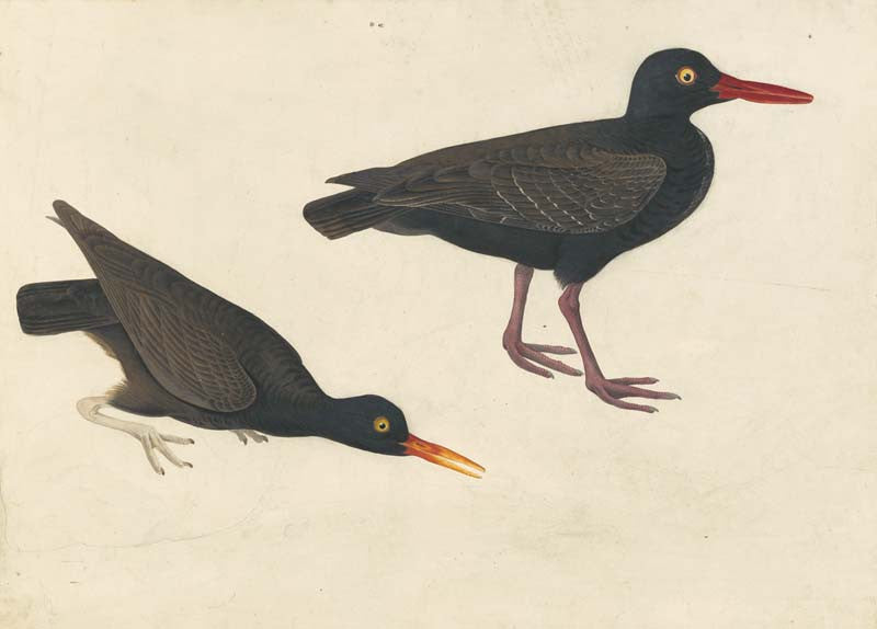 Black Oystercatcher, Havell pl. 427