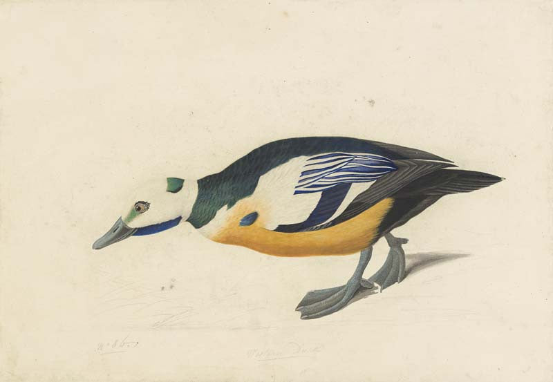 Steller's Eider, Havell pl. 429