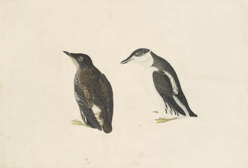 Marbled Murrelet, Havell pl. 430