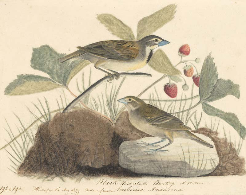 Dickcissel