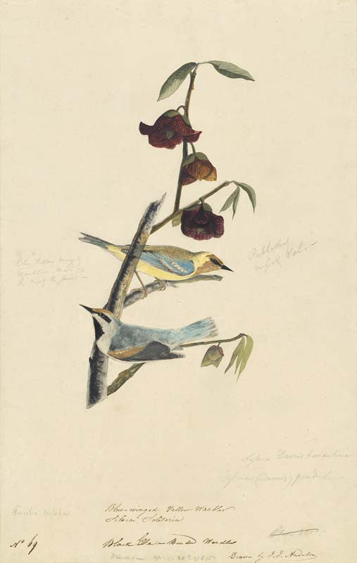 Blue-winged Warbler and Golden-winged Warbler
