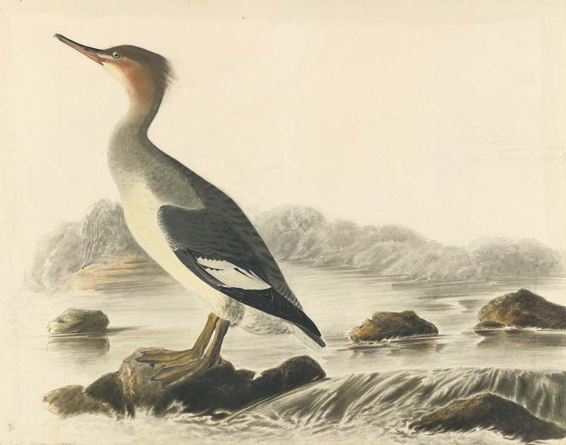 Red-breasted Merganser